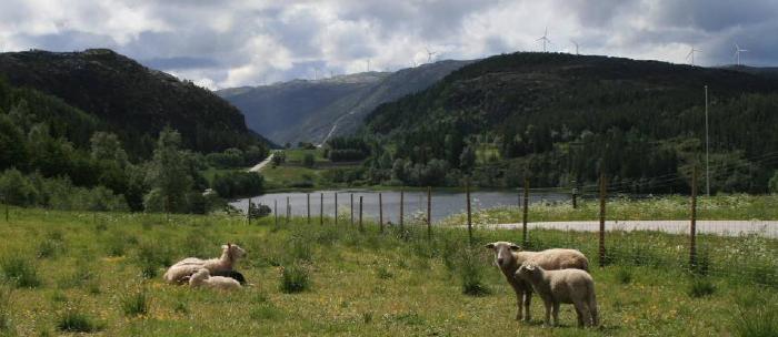 <center>Storheia fra Mælan ved Åfjord sentrum